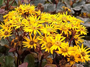 Ilustracja rośliny języczka pomarańczowa 'britt-marie crawford'