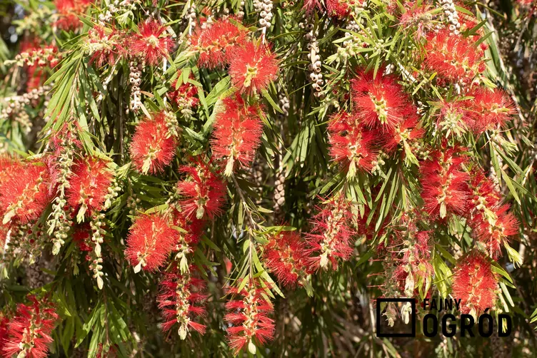 Kuflik płaczący Kuflik płaczący