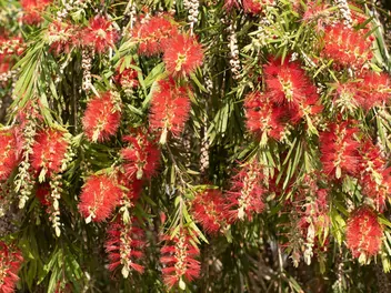 Kuflik płaczący - zdjęcie 2