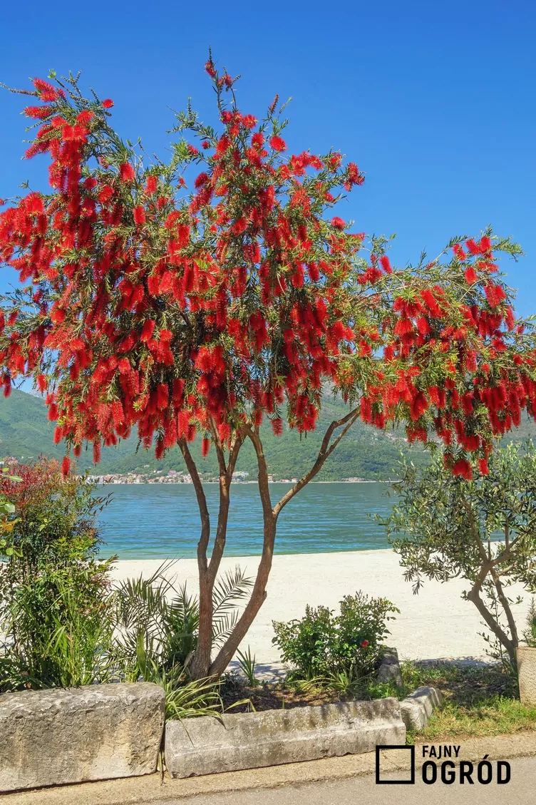 Kuflik płaczący Kuflik płaczący