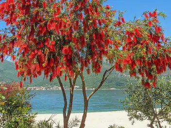 Kuflik płaczący - zdjęcie 3