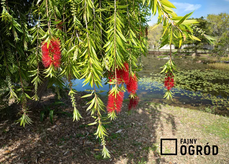 Kuflik płaczący Kuflik płaczący