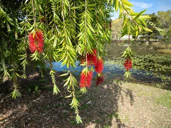 Kuflik płaczący - zdjęcie 4