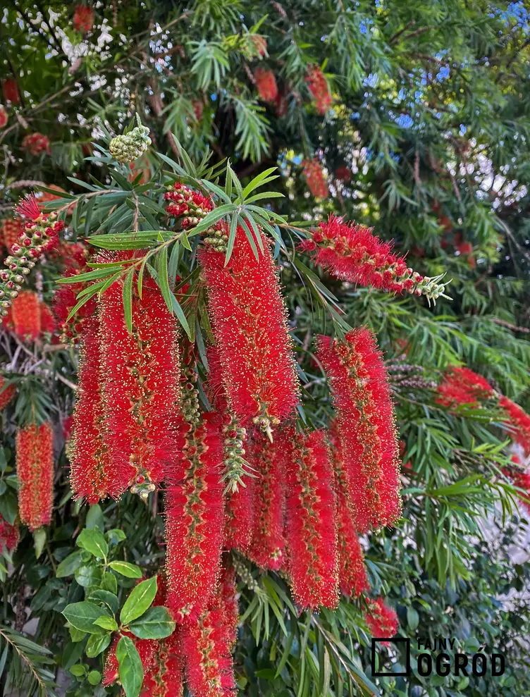 Kuflik płaczący - zdjęcie 5 Kuflik płaczący - zdjęcie 5