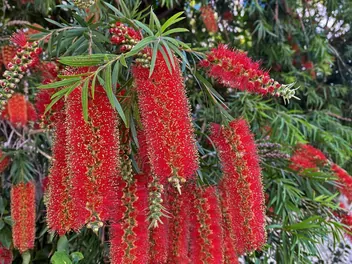 Kuflik płaczący - zdjęcie 5