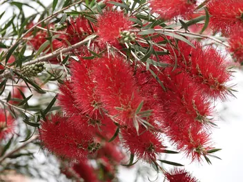 Ilustracja rośliny kuflik płaczący