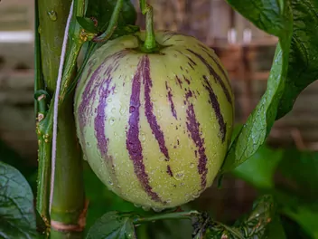 Zdjęcie ilustrujące psianka melonowa