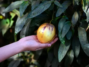 Psianka melonowa - zdjęcie 2