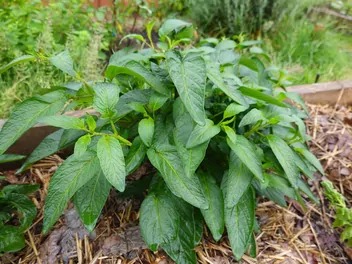 Psianka melonowa - zdjęcie 3