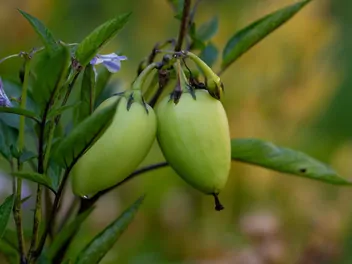 Psianka melonowa - zdjęcie 4