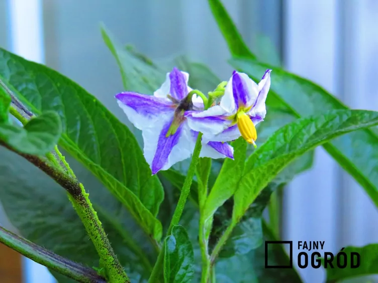 Psianka melonowa - zdjęcie 5