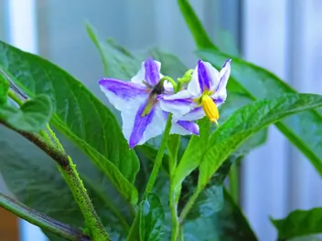 Psianka melonowa - zdjęcie 5