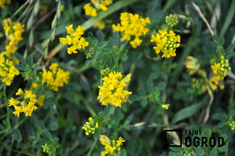 Dzięcielina Dzięcielina