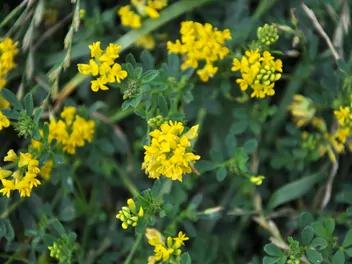 Lucerna sierpowata - zdjęcie 2