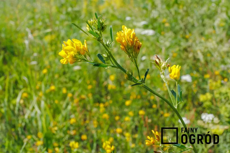 Lucerna żółta Lucerna żółta
