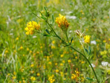 Lucerna sierpowata - zdjęcie 3