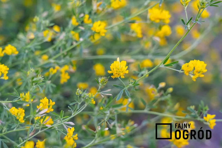 Lucerna sierpowata Lucerna sierpowata