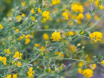 Lucerna sierpowata - zdjęcie 4