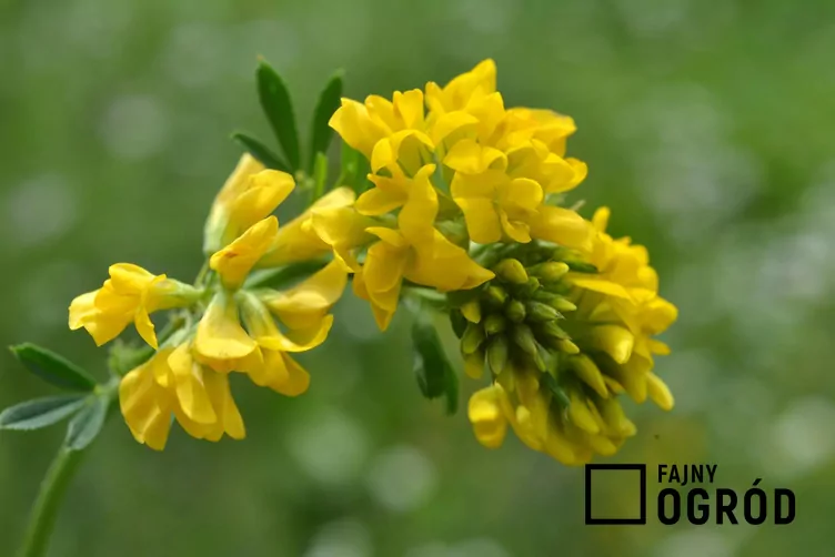 Lucerna sierpowata - zdjęcie 5 Lucerna sierpowata - zdjęcie 5