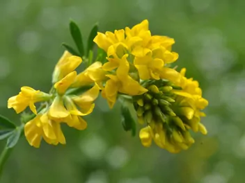 Lucerna sierpowata - zdjęcie 5