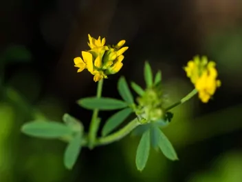 Ilustracja rośliny lucerna sierpowata