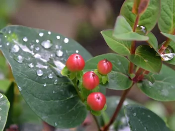 Dziurawiec bezwonny - zdjęcie 2