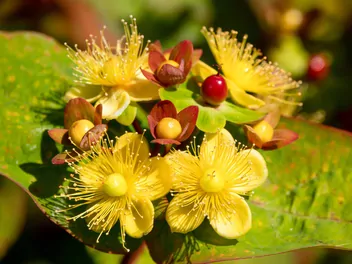 Dziurawiec bezwonny - zdjęcie 3
