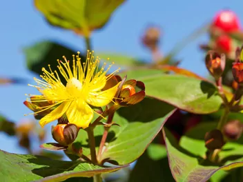 Dziurawiec bezwonny - zdjęcie 4