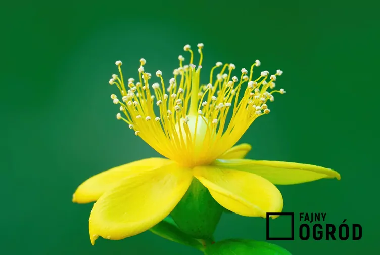 Dziurawiec bezwonny - zdjęcie 5