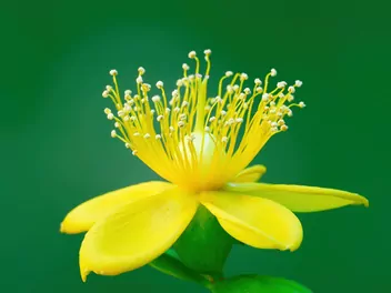 Dziurawiec bezwonny - zdjęcie 5