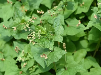 Ilustracja rośliny gryka tatarka