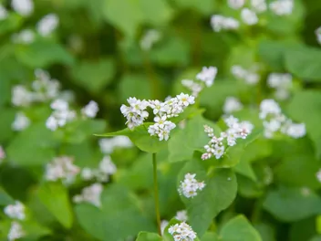 Gryka tatarka - zdjęcie 2