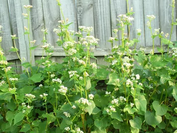 Gryka tatarka - zdjęcie 3