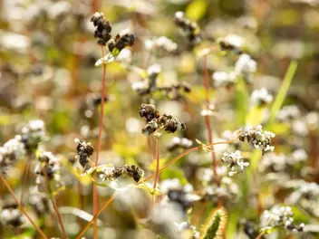 Gryka tatarka - zdjęcie 4