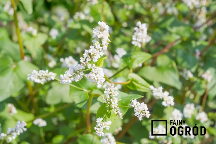 Gryka tatarka - zdjęcie 5