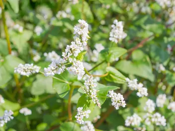Gryka tatarka - zdjęcie 5