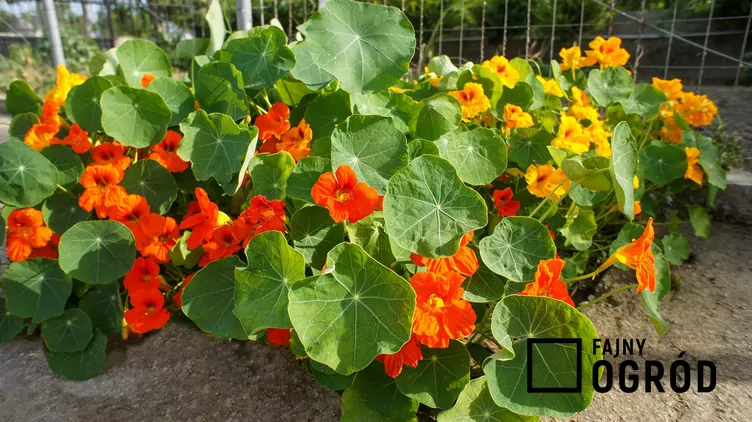 Nasturcja mniejsza