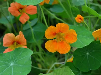 Nasturcja mniejsza - zdjęcie 2