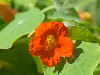 Nasturcja mniejsza - zdjęcie 3