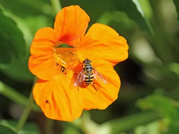 Nasturcja mniejsza - zdjęcie 4