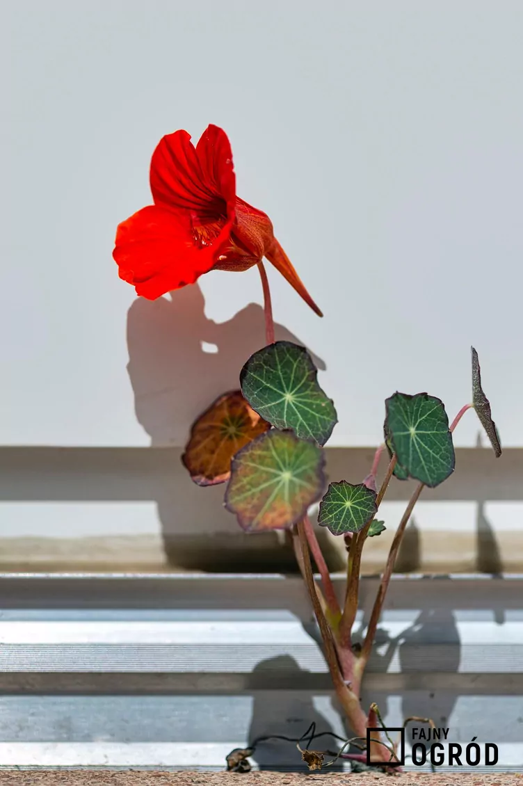 Nasturcja mniejsza - zdjęcie 5