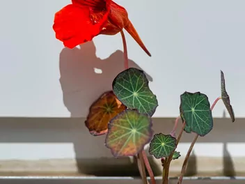 Nasturcja mniejsza - zdjęcie 5