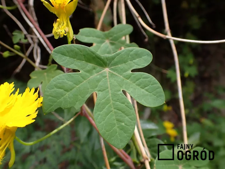Nasturcja kanaryjska Nasturcja kanaryjska