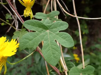 Nasturcja kanarkowa - zdjęcie 2