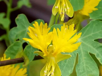 Nasturcja kanarkowa - zdjęcie 3