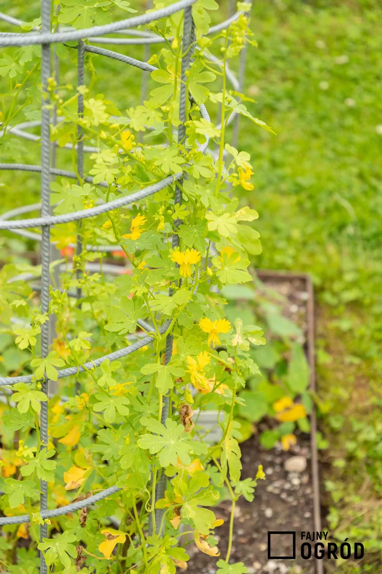 Nasturcja kanarkowa Nasturcja kanarkowa