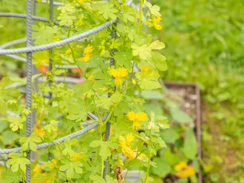 Nasturcja kanarkowa - zdjęcie 4