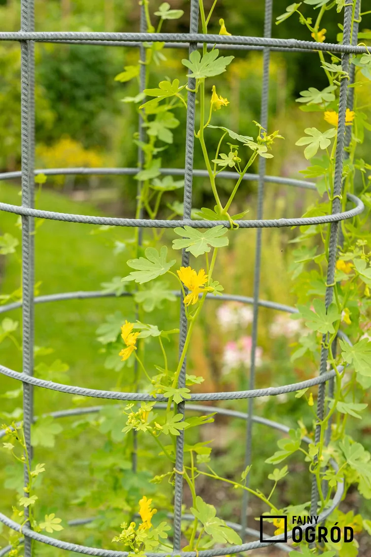 Nasturcja kanarkowa - zdjęcie 5 Nasturcja kanarkowa - zdjęcie 5