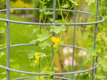 Nasturcja kanarkowa - zdjęcie 5