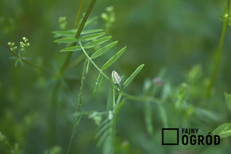 Wyka drobnokwiatowa Wyka drobnokwiatowa